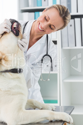 Vet examining teeth of dog