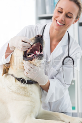 Veterinarian examining teeth of dog