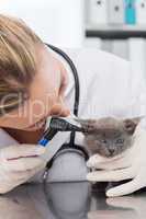 Veterinarian examining ear of kitten