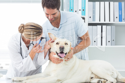 Vet examining ear of dog