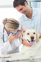 Veterinarian examining ear of dog with man