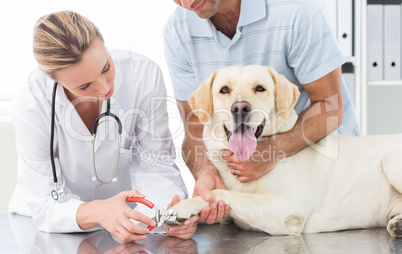 Dog getting claws trimmed by female vet