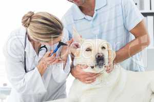 Veterinarian examining ear of dog with owner