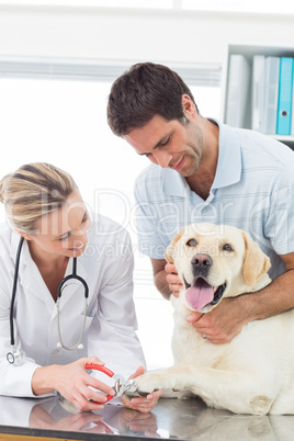 Dog getting claws trimmed by vet