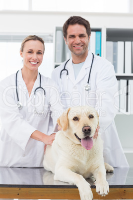 Confident vets examining dog