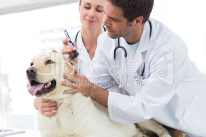 Veterinarians examining ear of dog