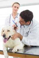 Veterinarians checking ear of dog