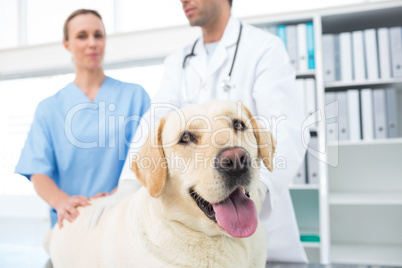 Dog with veterinarians