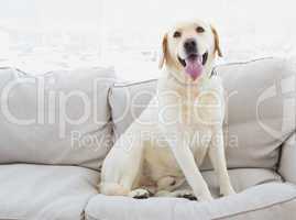 Yellow labrador sitting on the couch