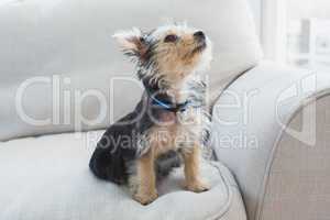 Yorkshire terrier sitting on the couch