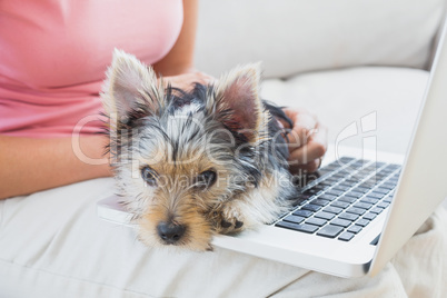 Woman using laptop with her yorkshire terrier