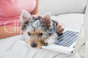 Woman using laptop with her yorkshire terrier