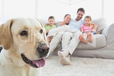Happy family sitting on couch with their pet labrador in foregro