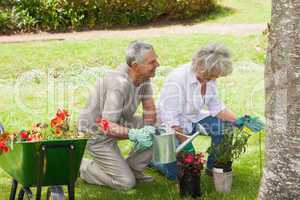 Mature couple watering young plants in lawn