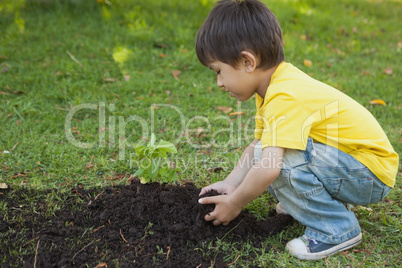 Young boy planting a young plant in park