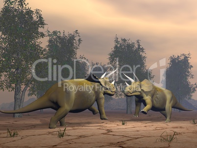 triceratops dinosaurs fighting - 3d render
