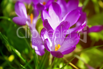 spring crocus