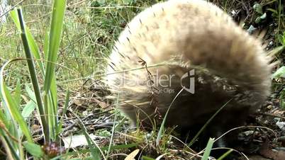 echidna