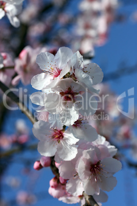 mandelbaumblüten
