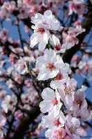 mandelbaumblüten
