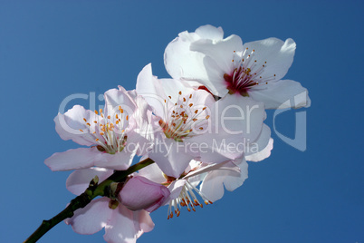 mandelbaumblüten