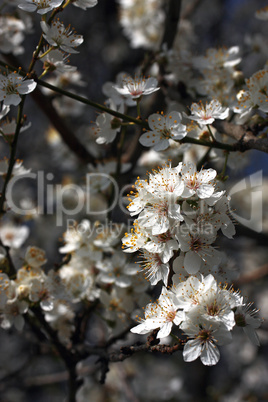 obstbaumblüten