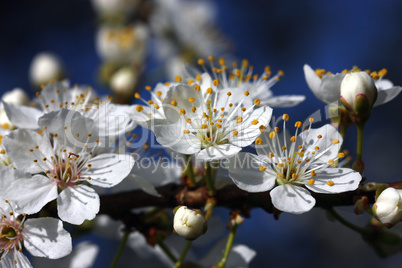 obstbaumblüten