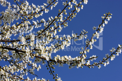 obstbaumblüten