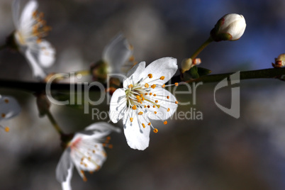 obstbaumblüten