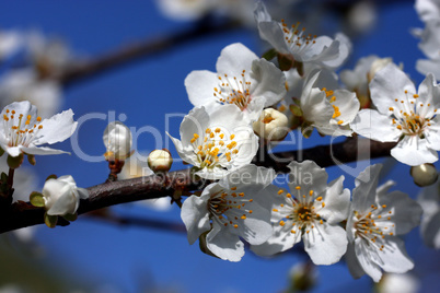 obstbaumblüten