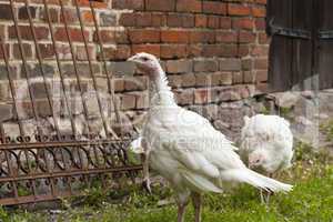 puten auf einem bauernhof, turkey hens on a farm