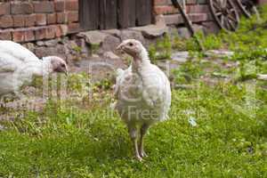 puten auf einem bauernhof, turkey hen on a farm