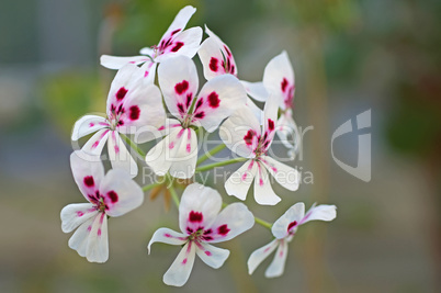 pelargonie