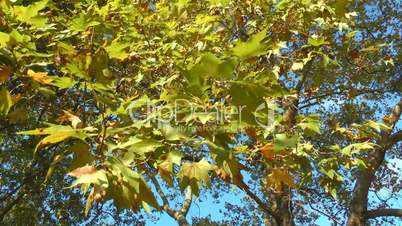 Autumn tree branches fall