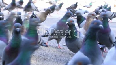 Flock of  Pigeons