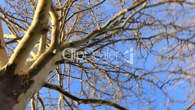 Old sycamore tree from below