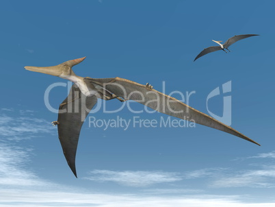 pteranodon dinosaurs flying - 3d render