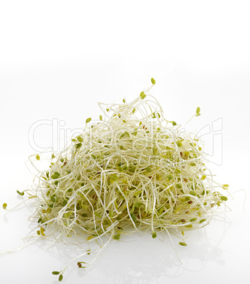 fresh alfalfa sprouts