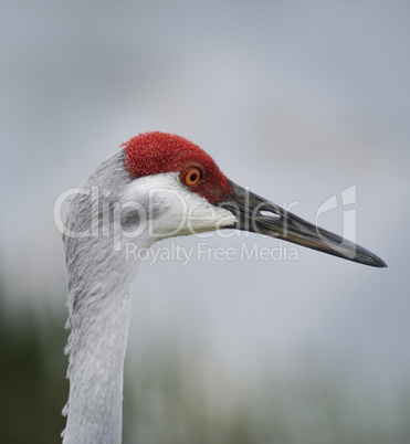 sandhill crane portrait