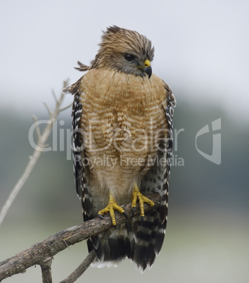 red shouldered hawk perching