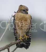 red shouldered hawk perching