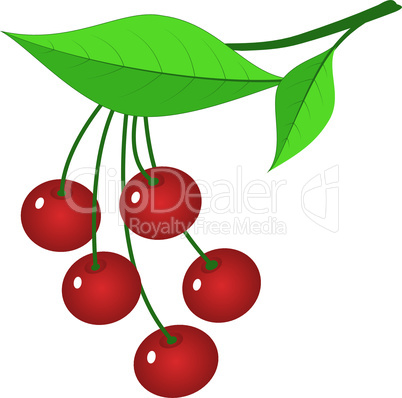 Branch of ripe berries