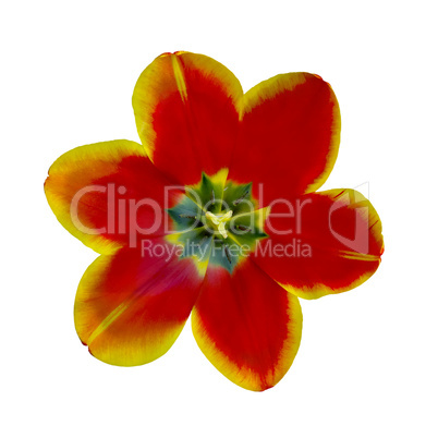 open tulip flower closeup