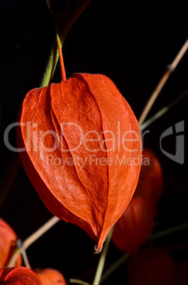 physalis