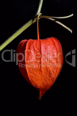 red physalis