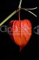 red physalis