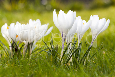 frühling -  wunderschöne blühende krokusse