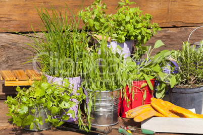 kräuter in töpfen stehen vor einer gartenhütte