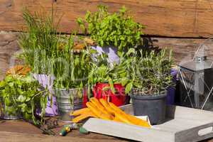 frische kräuter stehen auf tisch vor einer gartenlaube