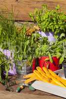 frische küchenkräuter in töpfen stehen im garten